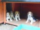 Chiots Beagle recherchent famille