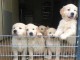 Chiots Golden retriever