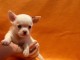 agnifique chiot Chihuahua mâle à donner
