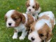 adorable chiots cavalier king charles 