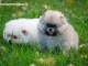 adorable chiots spitz nain