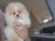 adorable chiots spitz nain