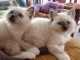 adorable chatons sacre de birmanie