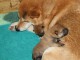 Magnifiques Chiots Akita Inu Pure Race