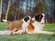 Magnifiques Chiots Saint Bernard Pure Race