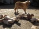 Magnifiques Chiots Golden Retriever Pure Race