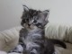 Adorable chaton Maine coon dispognible.