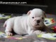 Petite Chiot Bulldog Anglais femelle à donner