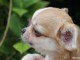  Superbes Chiots Chihuahua Pure Race Poils courts