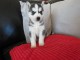 Chiots siberian husky femelle à adopter