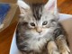 Adorable chaton Maine coon disponible. 