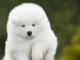 Chiots samoyede  a donner