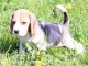 chiot Beagle inscrit au CKC a donner