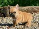 A donner magnifique chiot type bouledogue français