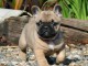 A donner beau chiot bouledogue français femelle