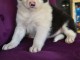 chiots Border collie a donner