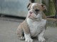 chiot bulldog anglais a donner