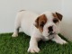 chiot bulldog anglais lof a donner