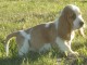 Chiots Basset Hound a donner