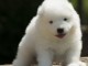 Chiots samoyede pedigré a donner