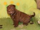 chiot Shar Pei a donner