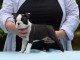 Chiot Boston Terrier  lof a donner