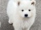 Chiots samoyede pedigré a donner