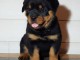 A donner chiot rottweiler lof