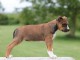 Chiot american staffordshire terrier lof a donner