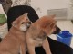 chiots Shiba inu lof a donner