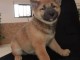 chiots Shiba inu lof a donner