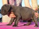 chiots cane corso lof a donner