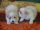 Chiot coton de tulear LOF a donner