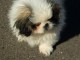 chiot pekinois lof a donner