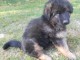 chiots Berger allemand LOF a donner