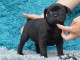 Chiots Staffordshire Bull Terrier LOF a donner