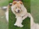 Chiot chow chow disponible de suite 