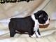 Chiot Boston Terrier  lof a donner