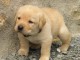 Je donne chiot golden retriever femelle vaccinée