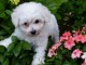 Disponibles magnifiques chiot femelle bichon