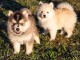 Chiots Pomsky  en adoption