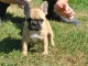 Magnifique chiot bouledogue français pure race