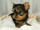 Chiot yorkshire terrier femelle