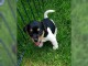 CHIOTS DE RACE JACK RUSSEL 