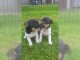 CHIOTS DE RACE JACK RUSSEL