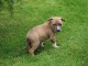 Chiots American Staffordshire Terrier