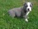 chiot American staffordshire terrier trois mois