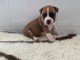 chiot American staffordshire terrier trois mois