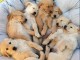 Chiots goldens retrievers