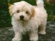 Donne chiot type Bichon havanais